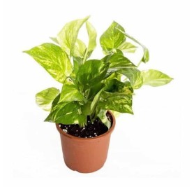 Money Plant Variegated